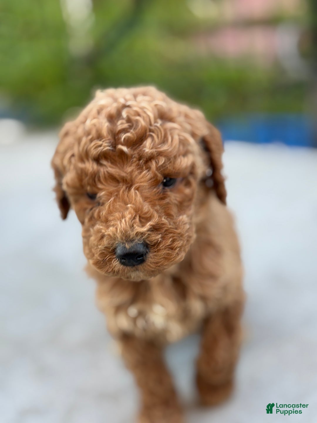 Standard Poodle dogs for sale: Frank - Ad 12