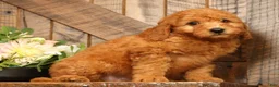Mini Goldendoodle dogs for sale: Fido - Ad 5