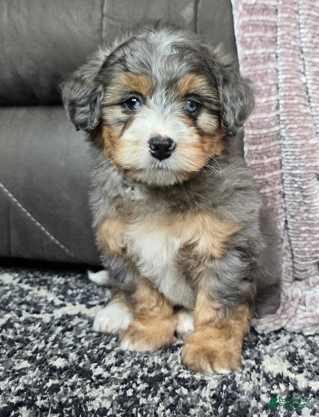 Mini Bernedoodle dogs for sale: Mini Watts - Ad 41