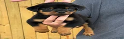 Rottweiler dogs for sale: DRACO - Ad 2