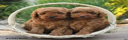 Toy Poodle dogs for sale: Ginger - Ad 5