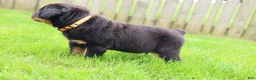 Rottweiler dogs for sale: Buck - Ad 13