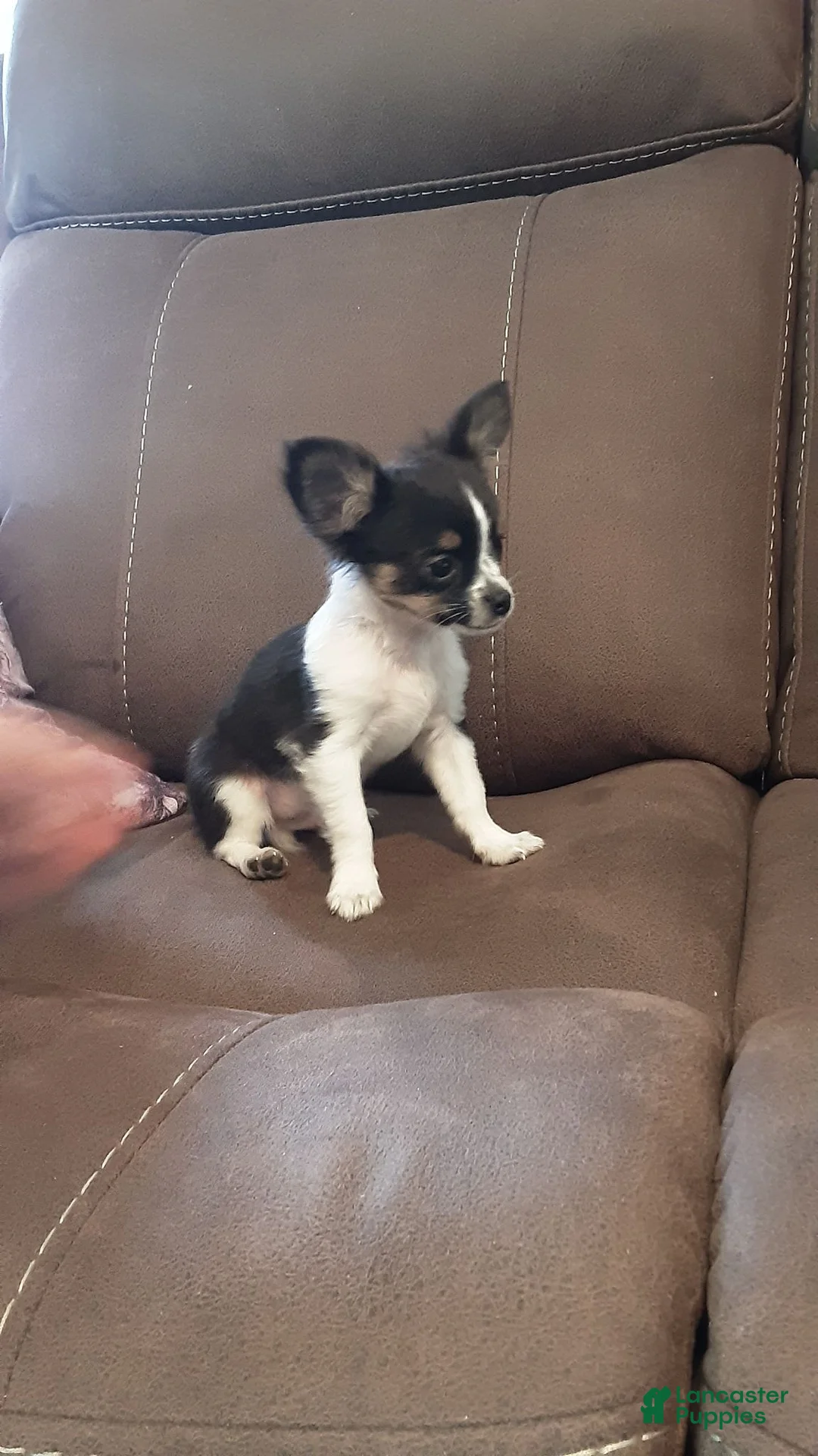 Chihuahua dogs for sale: Chihuahua 1 - Ad 2