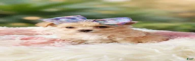 Havanese 4