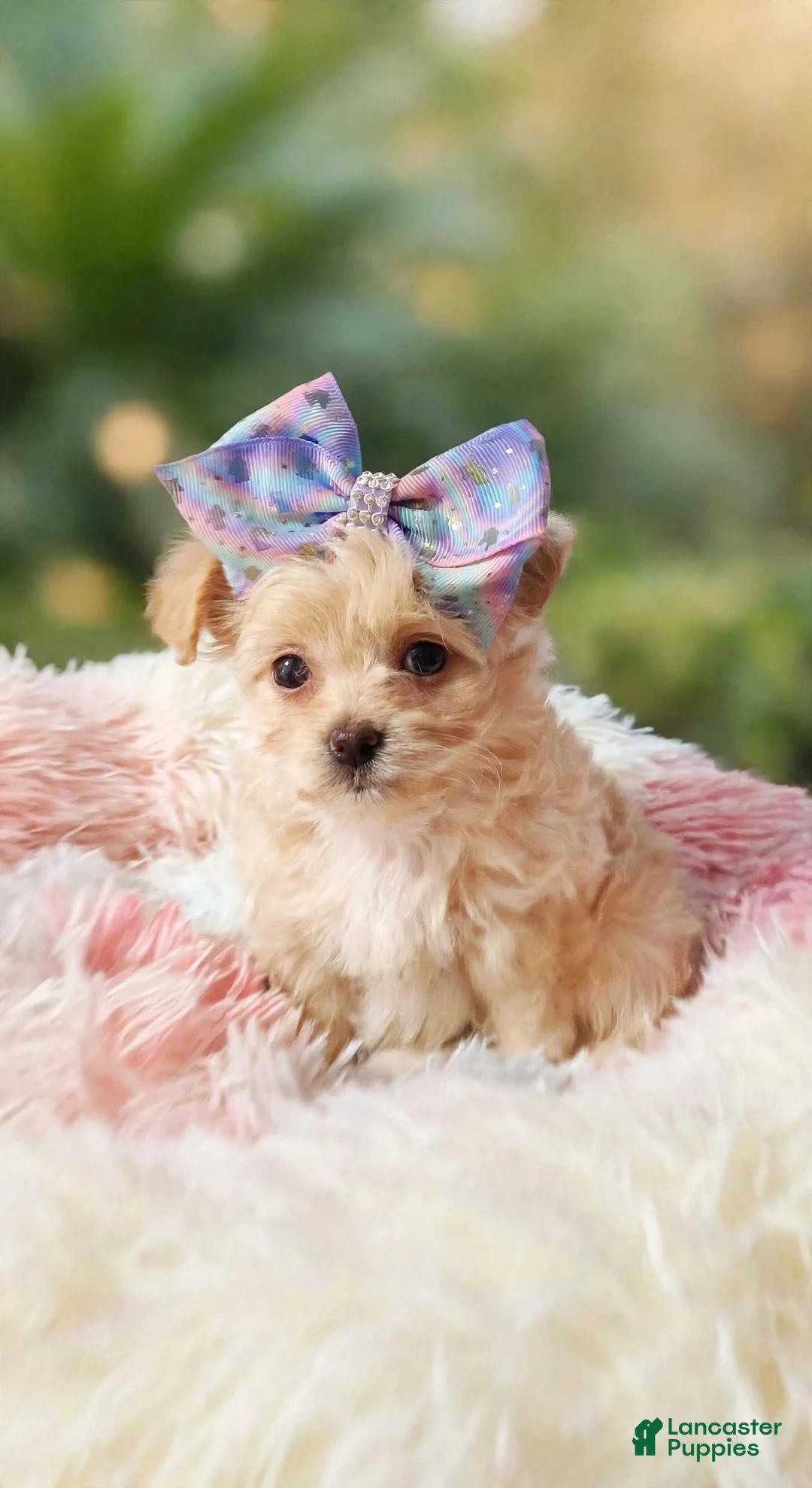Havanese dogs for sale: Havanese 4 - Ad 1