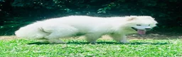 Samoyed dogs for sale: Alyosha  - Ad 5