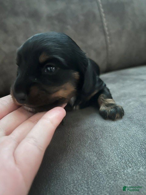 Miniature Dachshund dogs Miniature Dachshund 4 - Ad 1