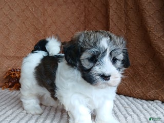 Havanese dogs - Ad 22