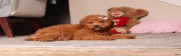 Miniature Poodle dogs for sale: Ruby - Ad 3