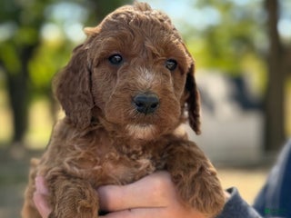 Irish Doodle dogs - Ad 8