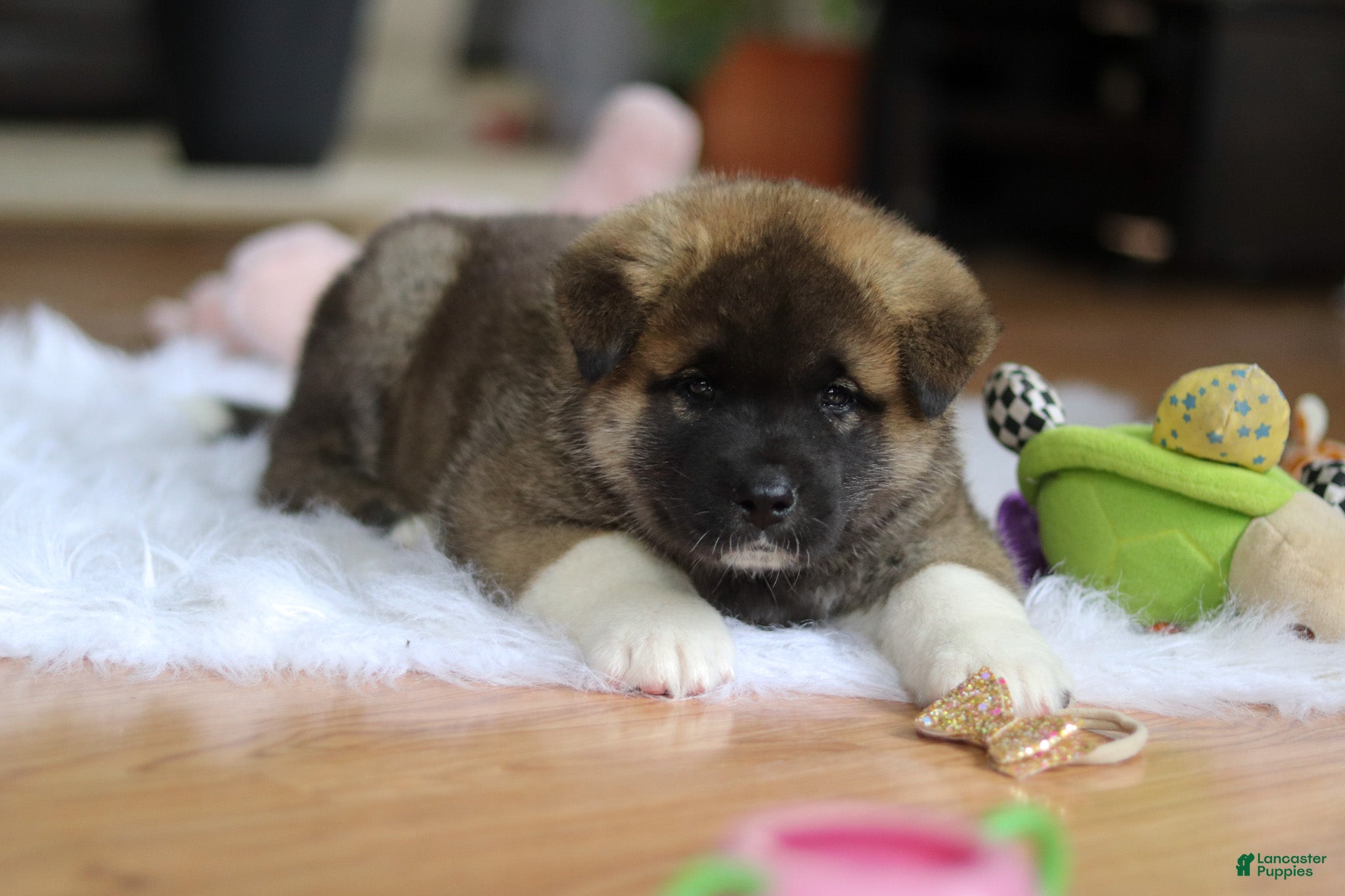 Akita dogs for sale: Omen  - Ad 7