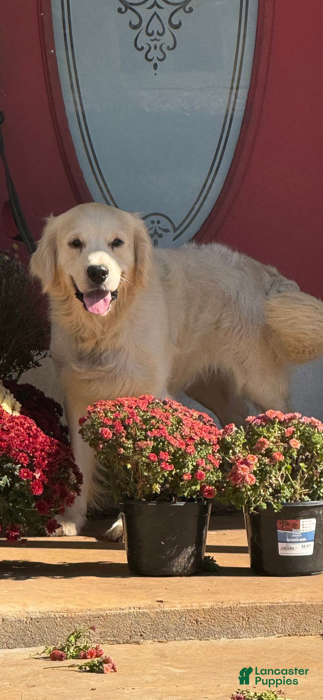 Golden Retriever dogs for sale: Pink collared female  - Ad 3