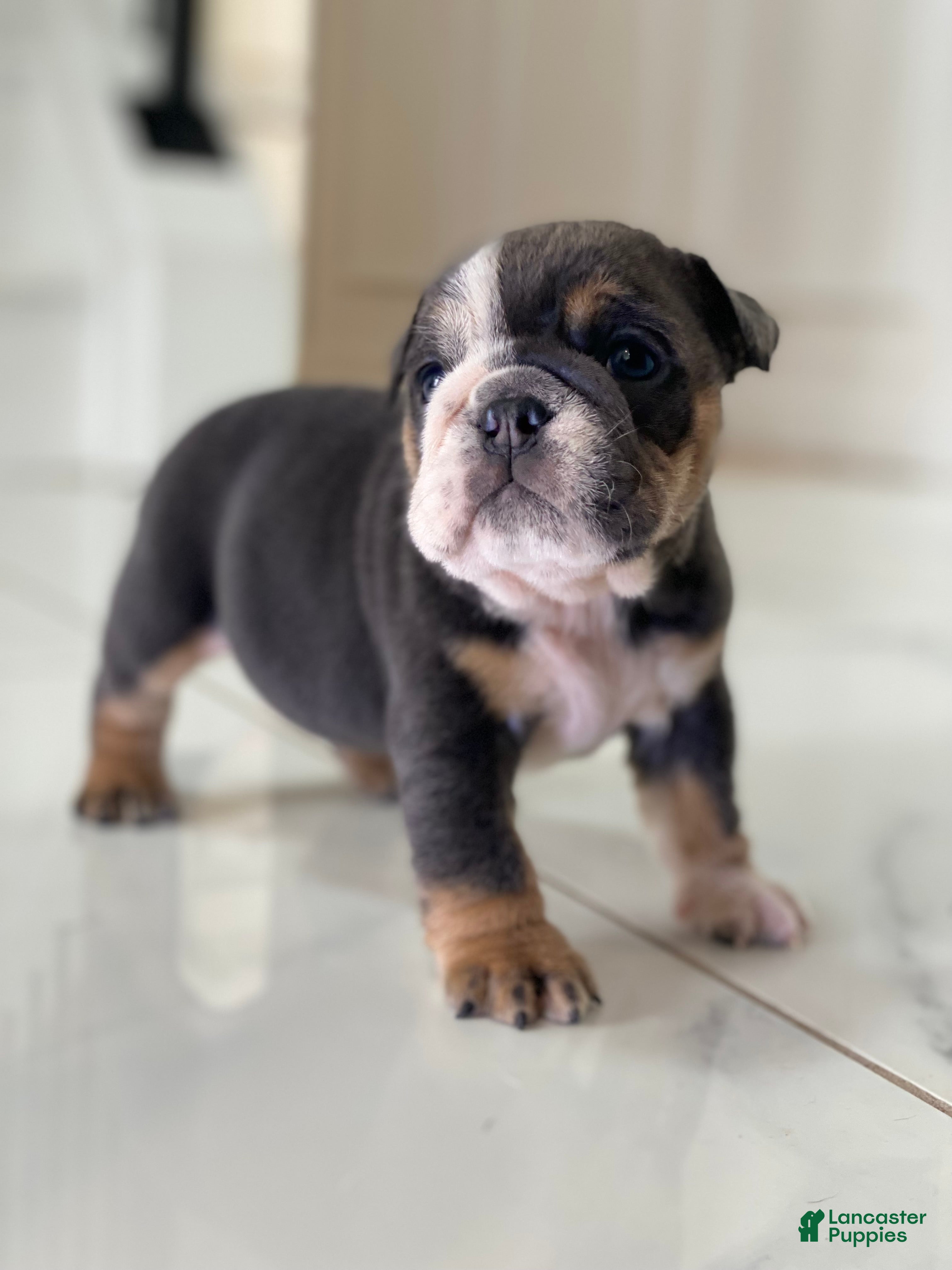 English Bulldog dogs Hugs - Ad 6