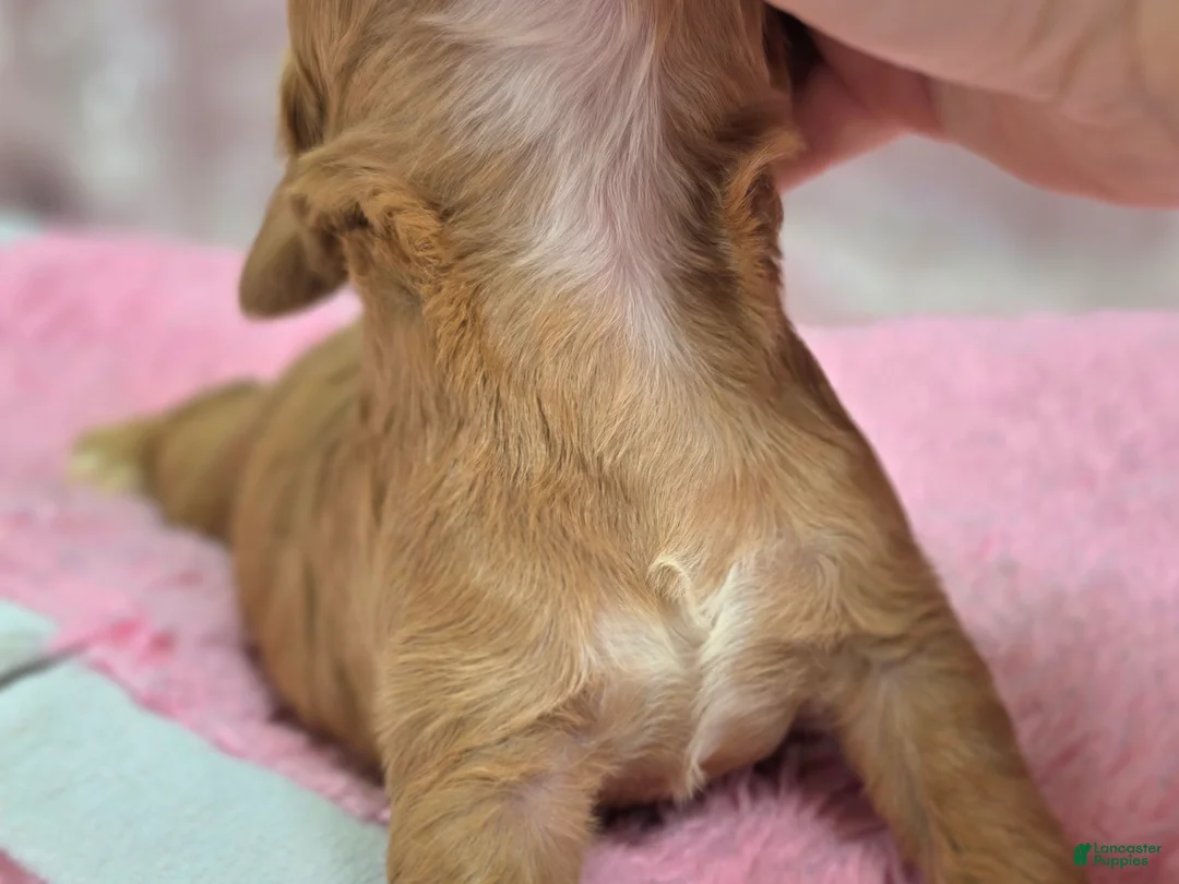 Cockapoo dogs for sale: Nimbus - Ad 5