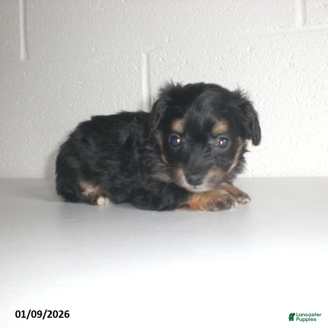 Yorkiepoo dogs for sale: Angie - Ad 21