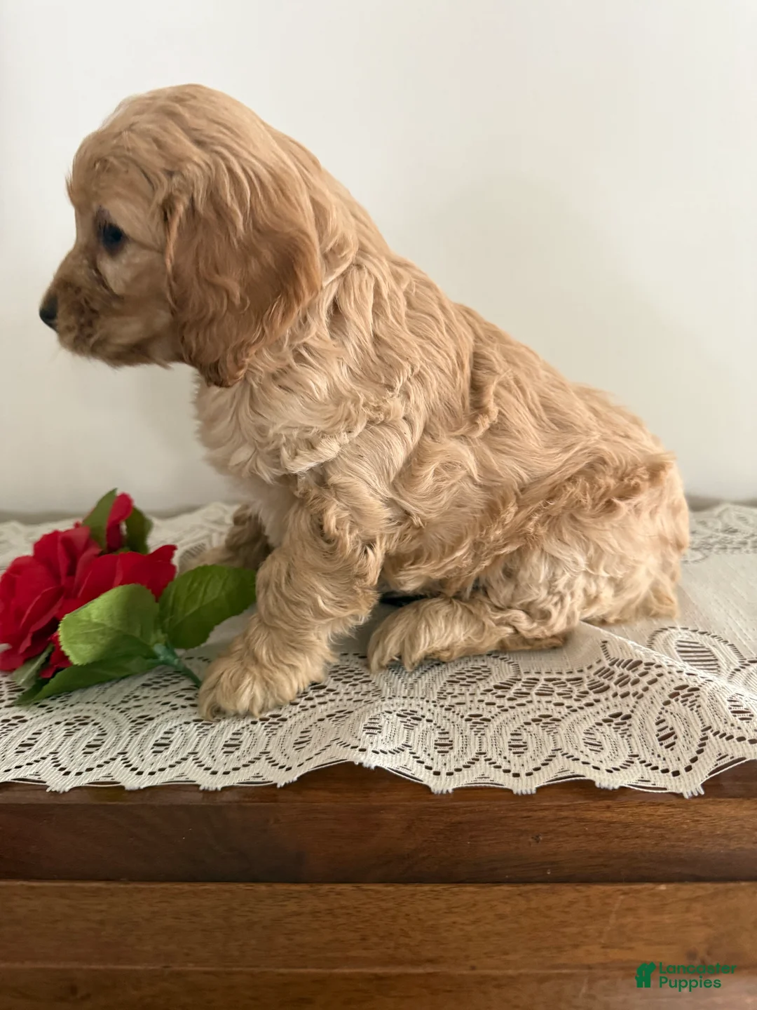 Cockapoo dogs for sale: Cockapoo Puppy 3 - Ad 3