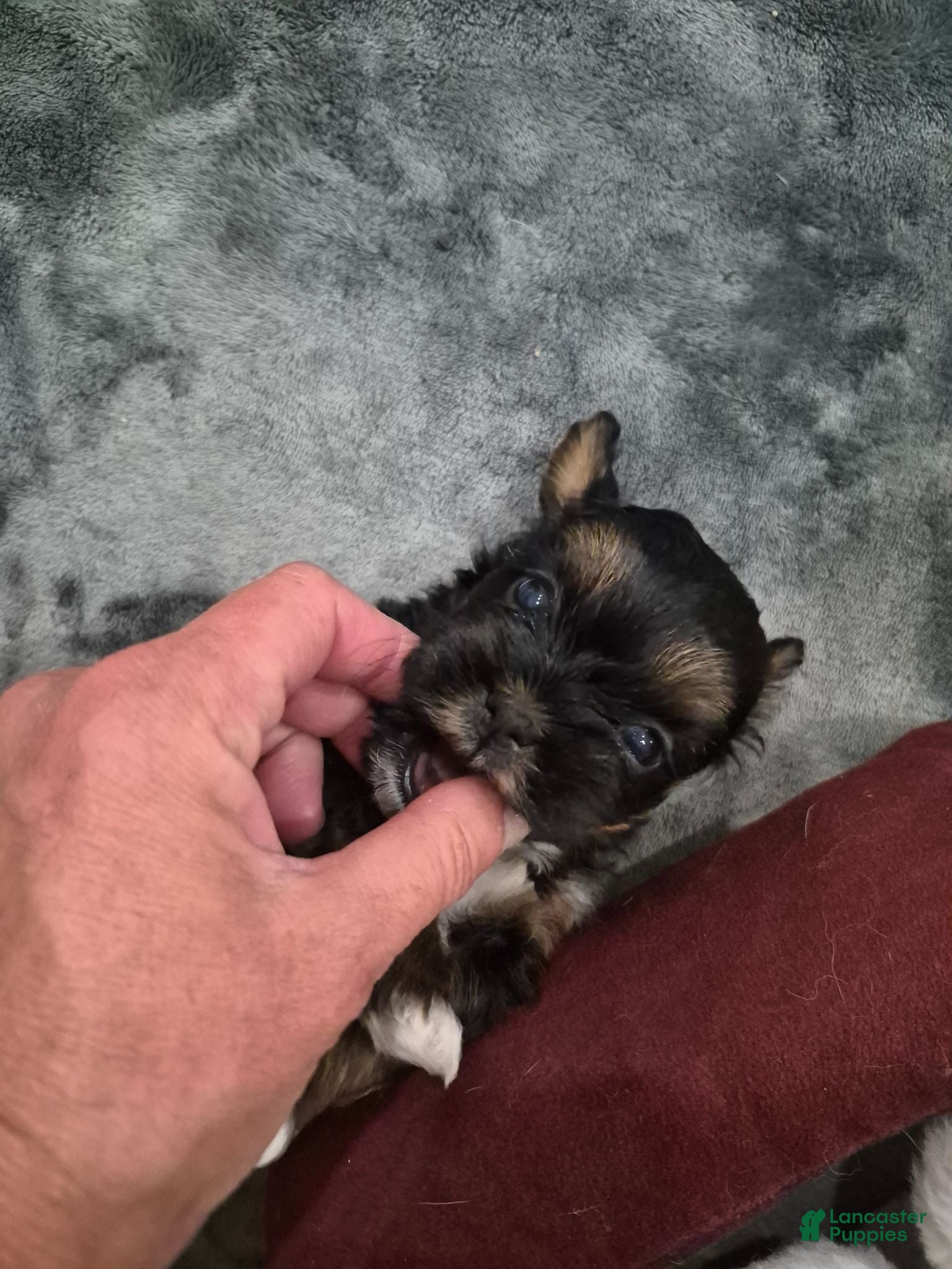 Mixed Breed dogs Mixed Breed 2 - Ad 4