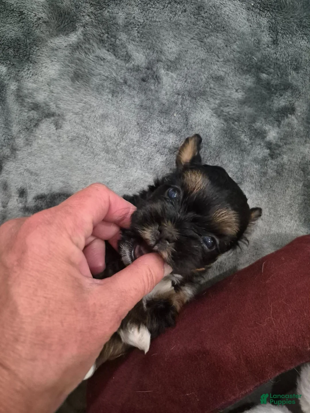 Mixed Breed dogs for sale: Mixed Breed 2 - Ad 1