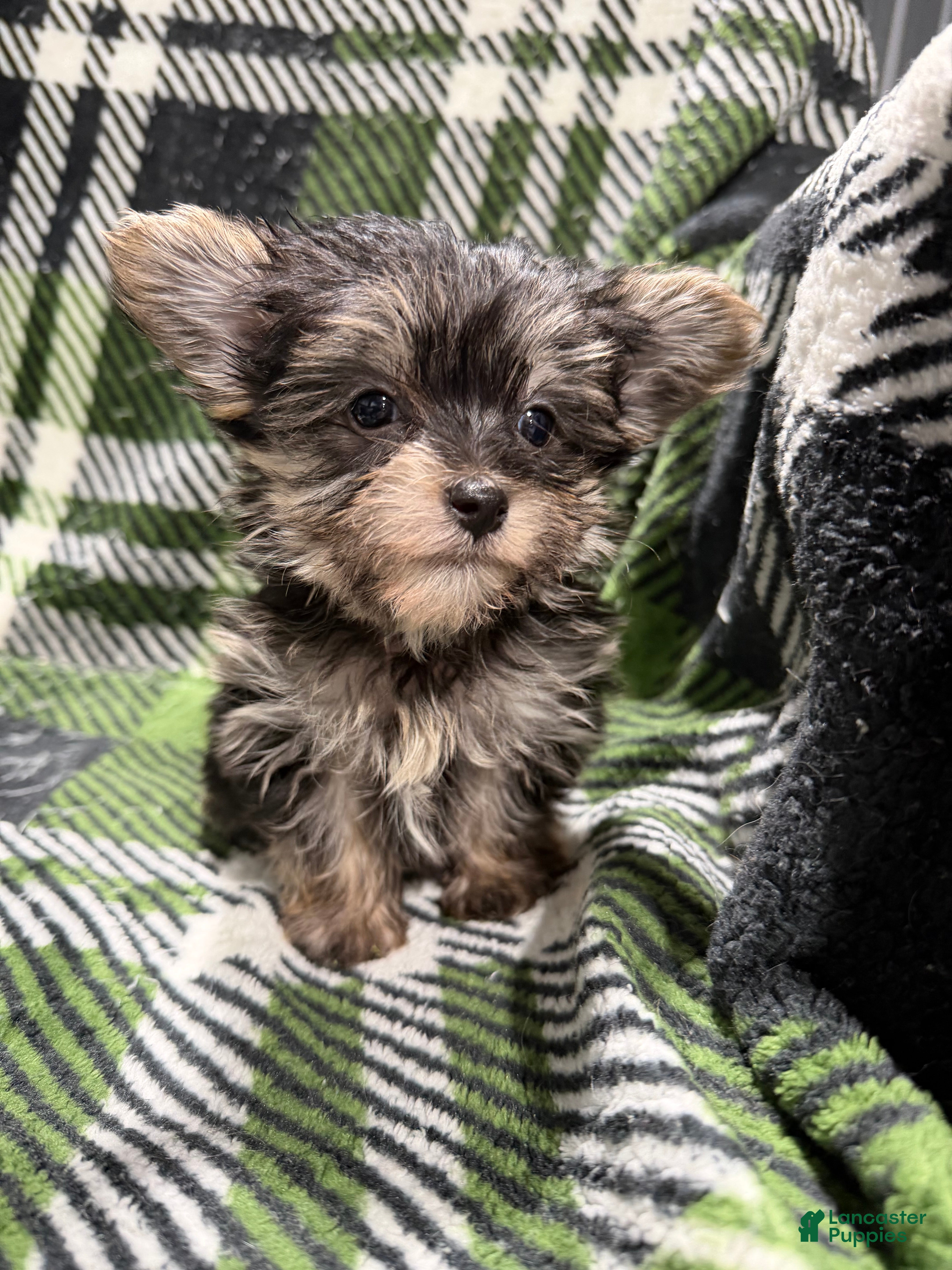 Morkie dogs Morkie Ava - Ad 1