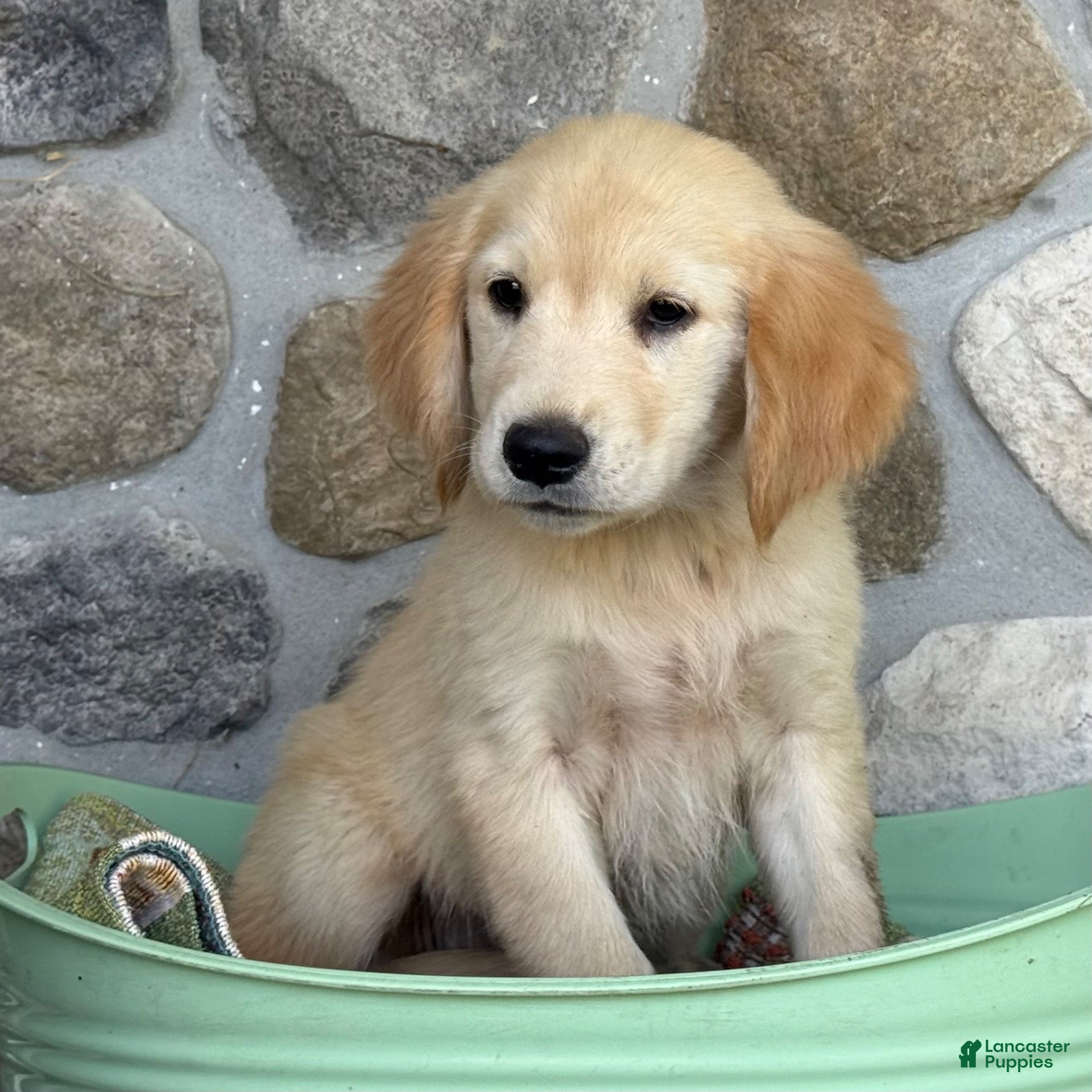 Golden Retriever dogs Rosie - Ad 2
