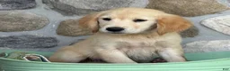 Golden Retriever dogs for sale: Rosie - Ad 2