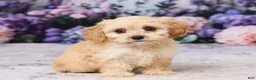 Cavachon dogs for sale: Asher - Ad 3