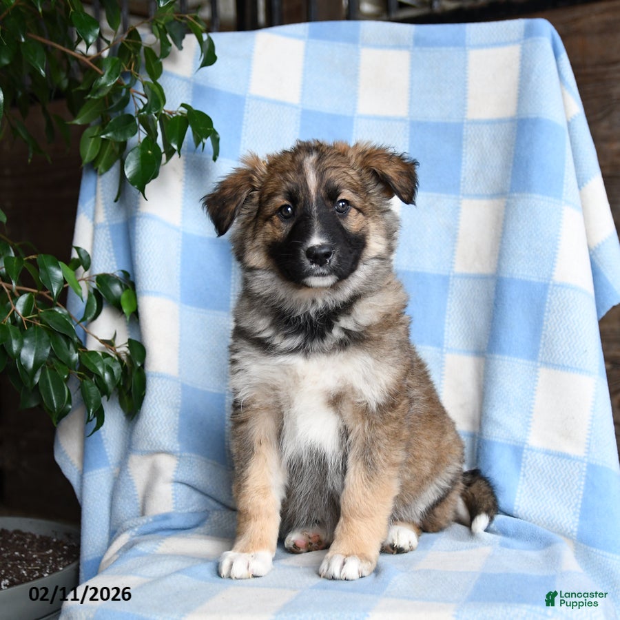 Mixed Breed dogs Brindy - Ad 27