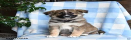Mixed Breed dogs for sale: Brindy - Ad 1