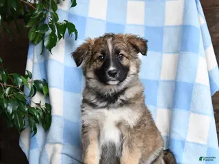 Mixed Breed dogs Brindy - Ad 37