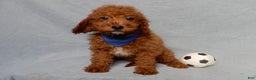 Mini Goldendoodle dogs for sale: Milo - Ad 2