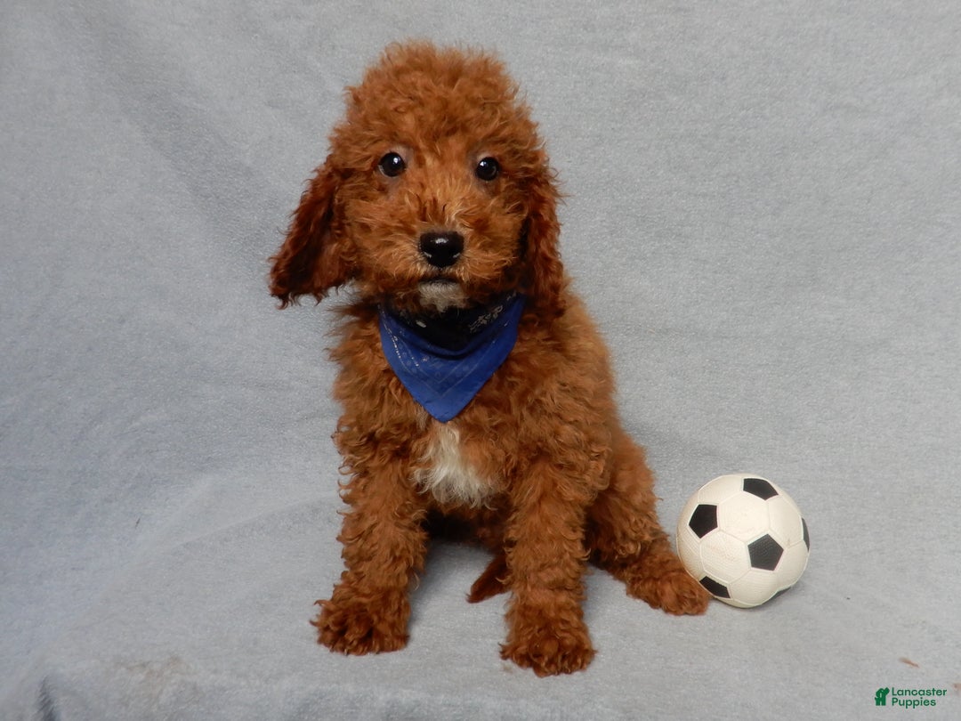 Mini Goldendoodle dogs for sale: Milo - Ad 2