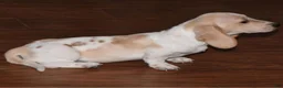 Dachshund dogs for sale: Pasha  - Ad 3