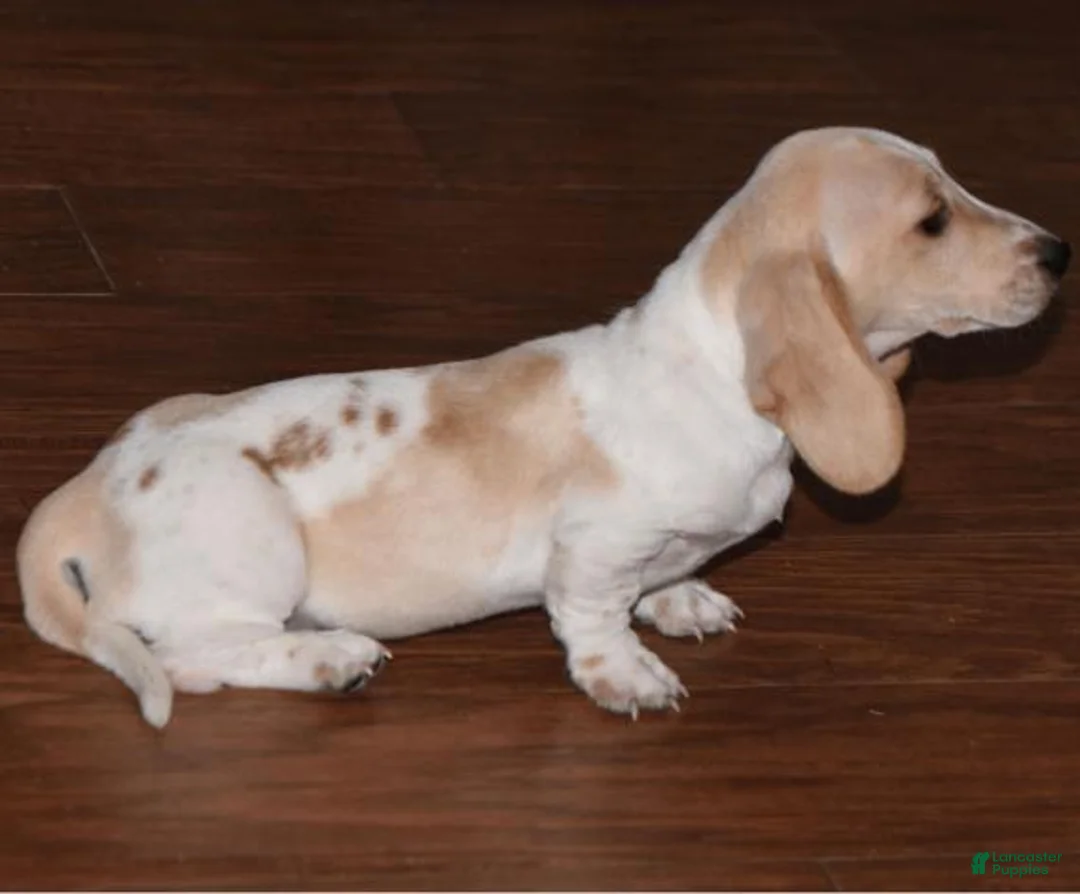 Dachshund dogs for sale: Pasha  - Ad 3