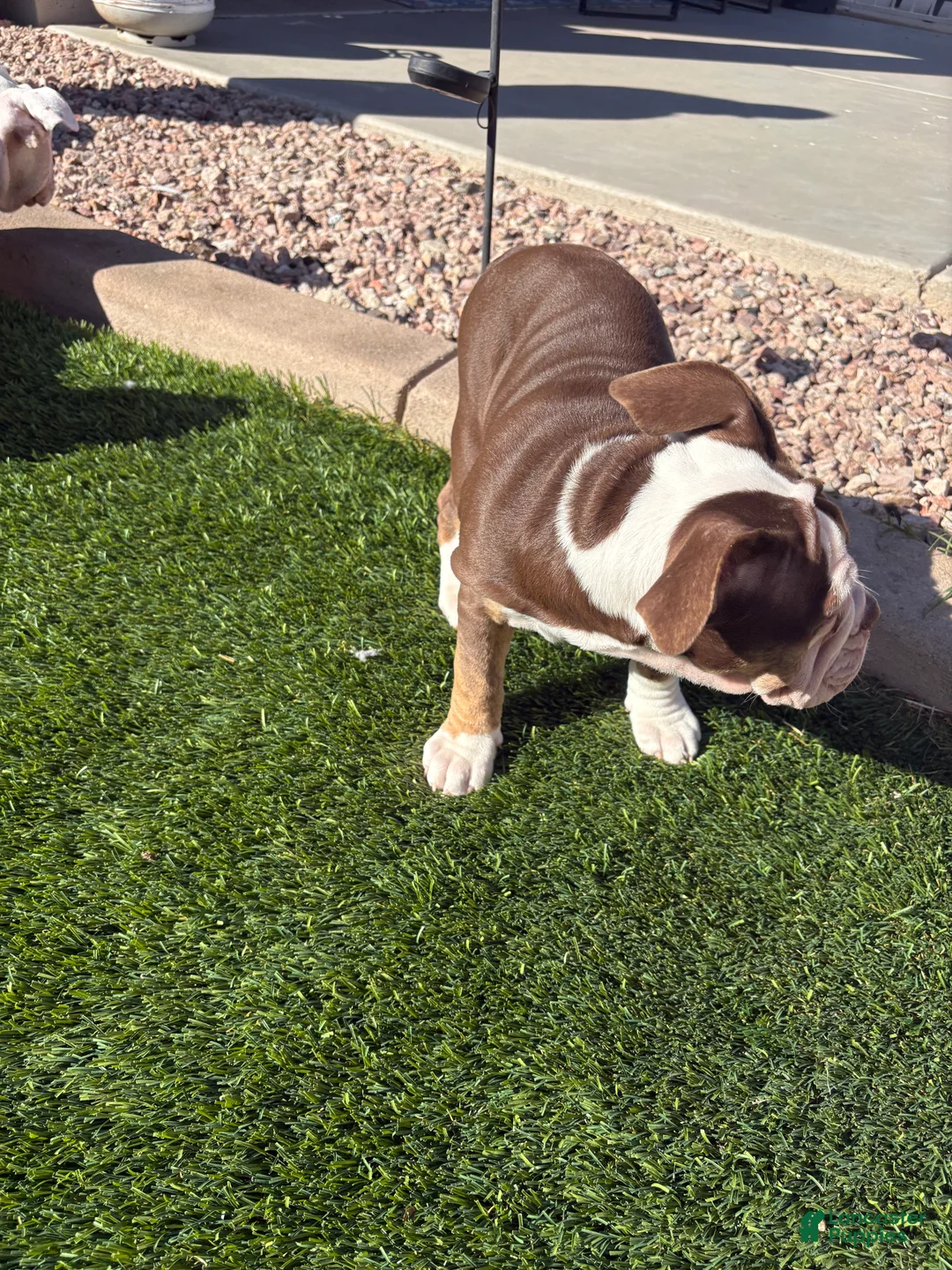Olde English Bulldogge dogs for sale: Olde English Bulldogge Puppy 4 - Ad 2