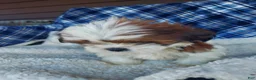 Shih Tzu dogs for sale: HOLLY - Ad 5