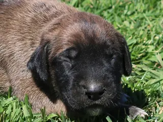 Mixed Breed dogs Bonnie - Ad 9