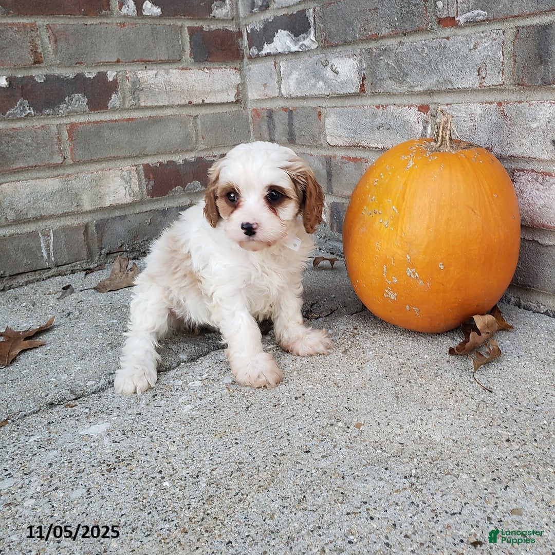 Cavapoo dogs for sale: Bailey - Ad 4