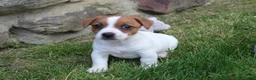 Jack Russell Terrier dogs for sale: Sam - Ad 6