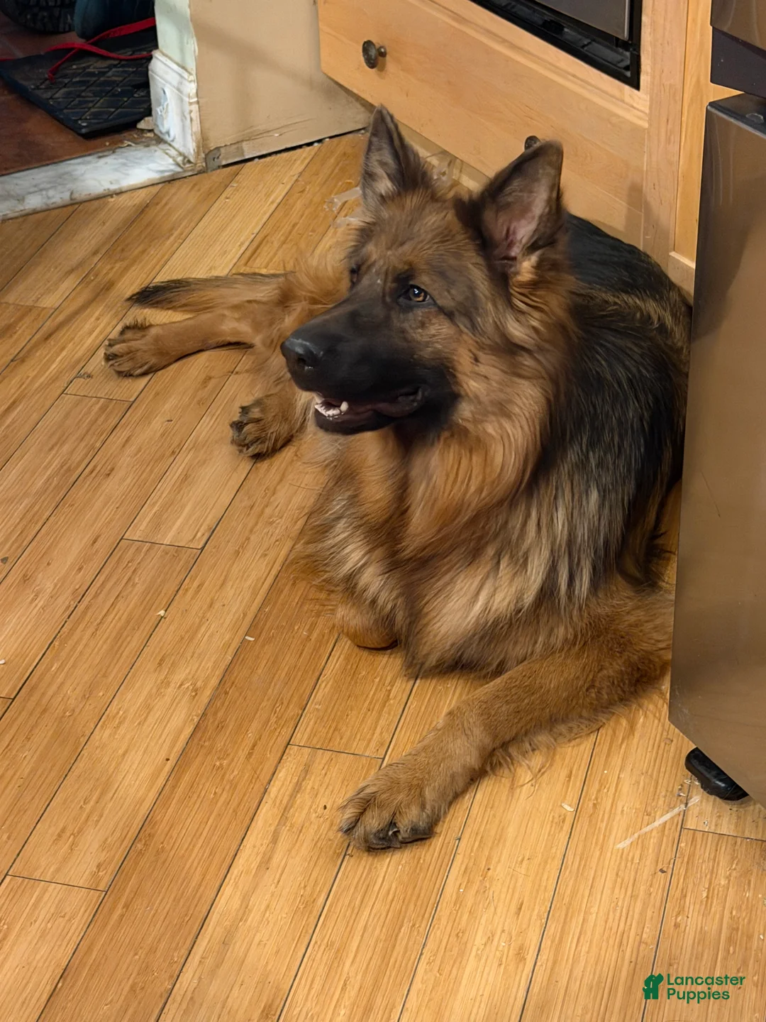 German Shepherd dogs for sale: Lh Champion bred import girl - Ad 10