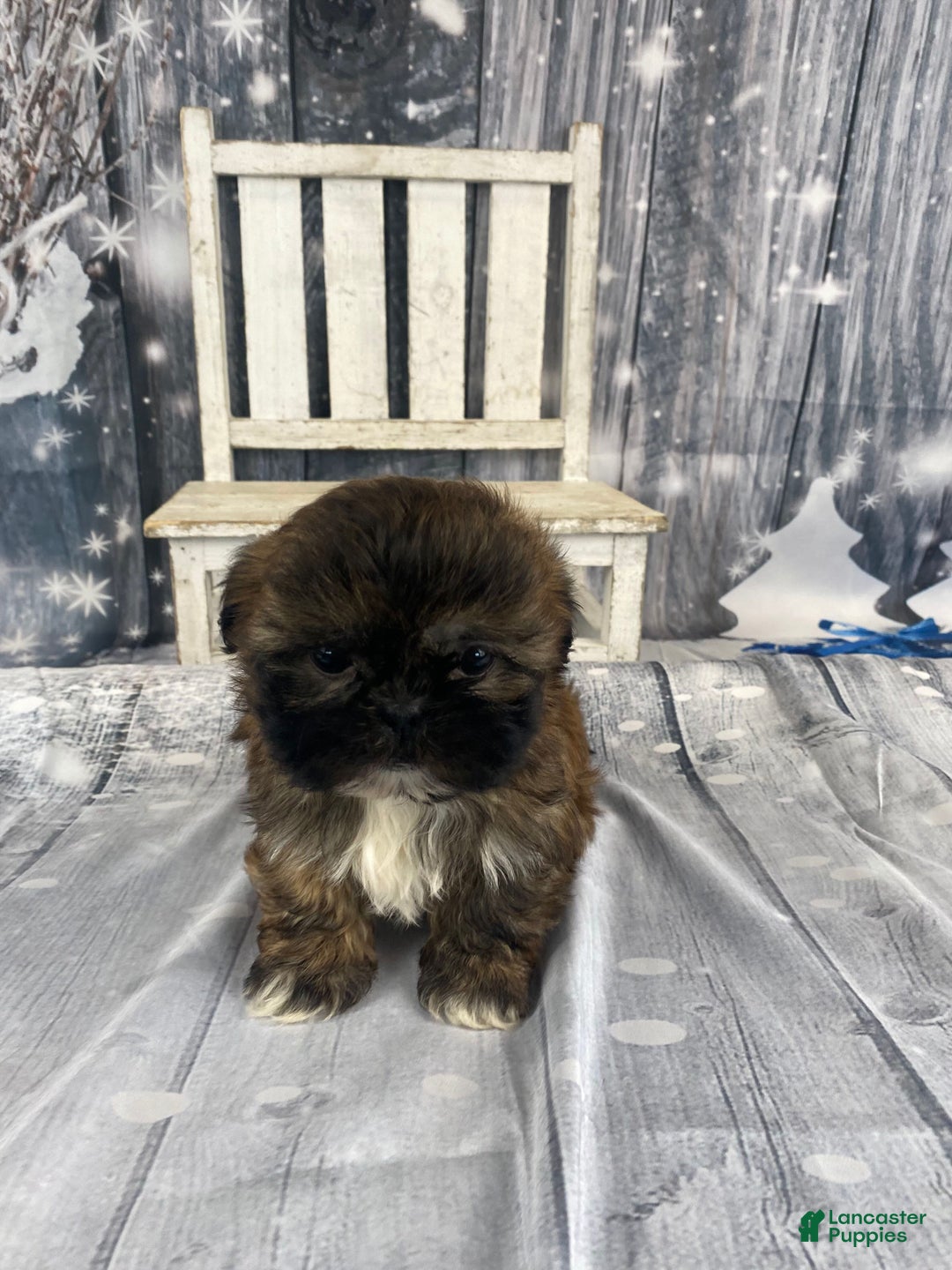 Shih Tzu dogs for sale: Mochi - Ad 4