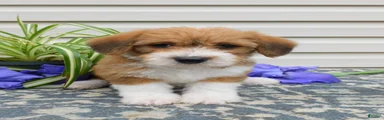 Les