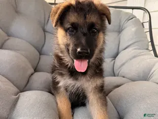 German Shepherd dogs Harley - Ad 16