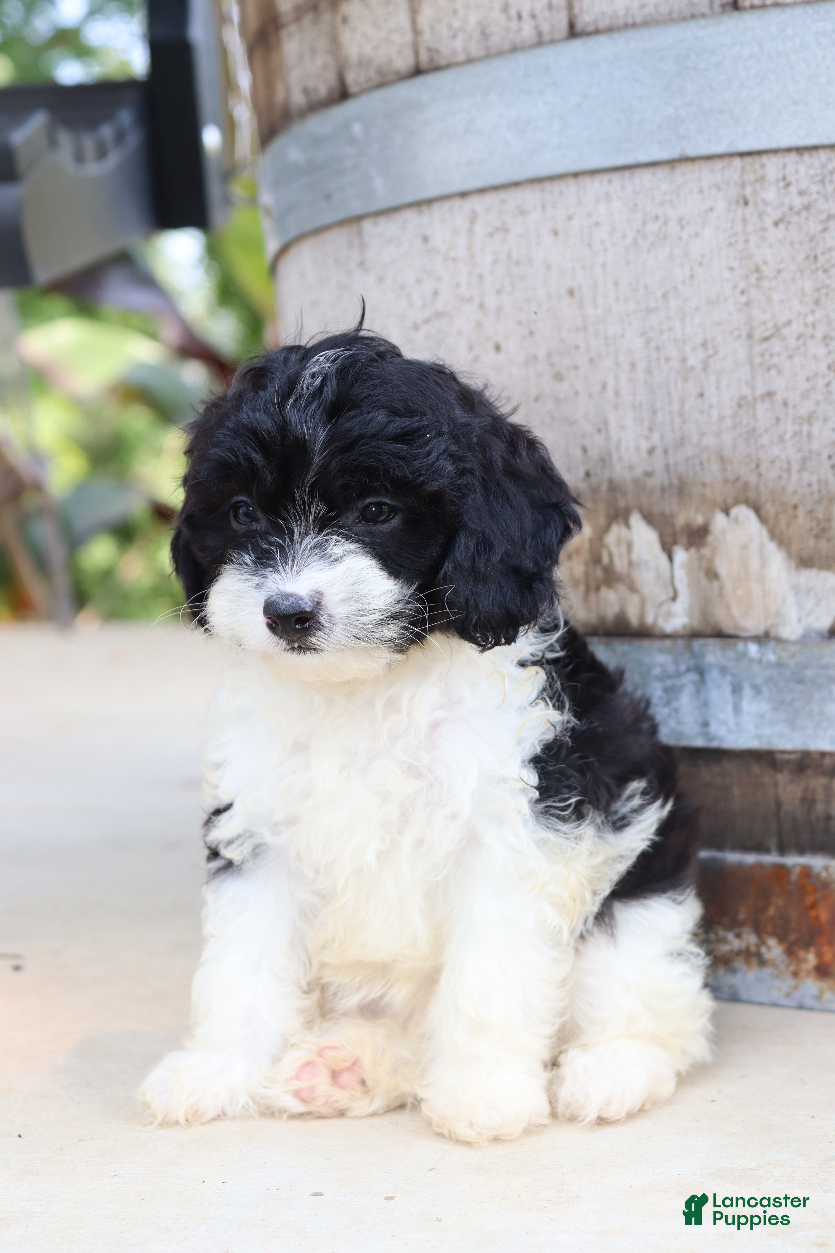 Cavapoo dogs Po'Boy - Ad 2
