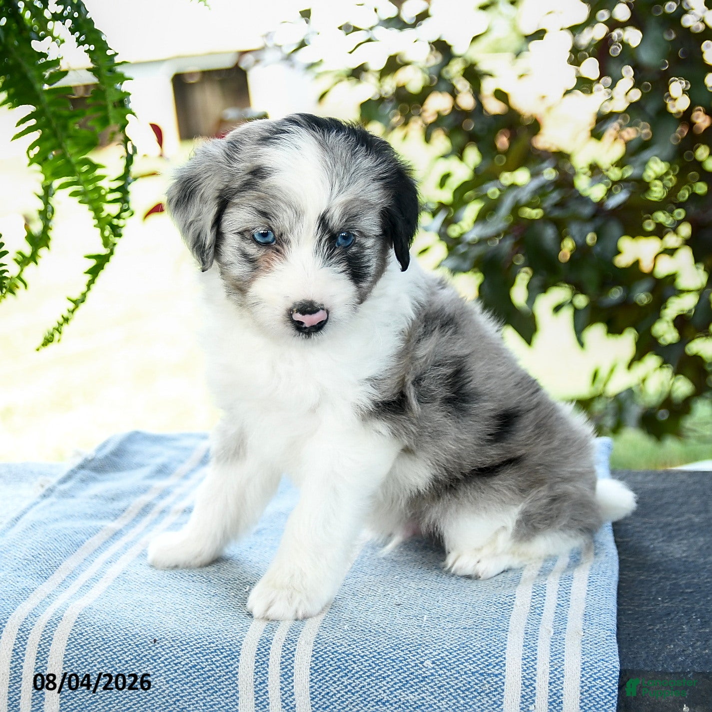 Aussiedoodle dogs Marshall - Ad 1