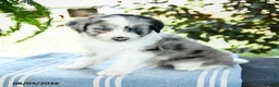 Aussiedoodle dogs for sale: Marshall - Ad 1