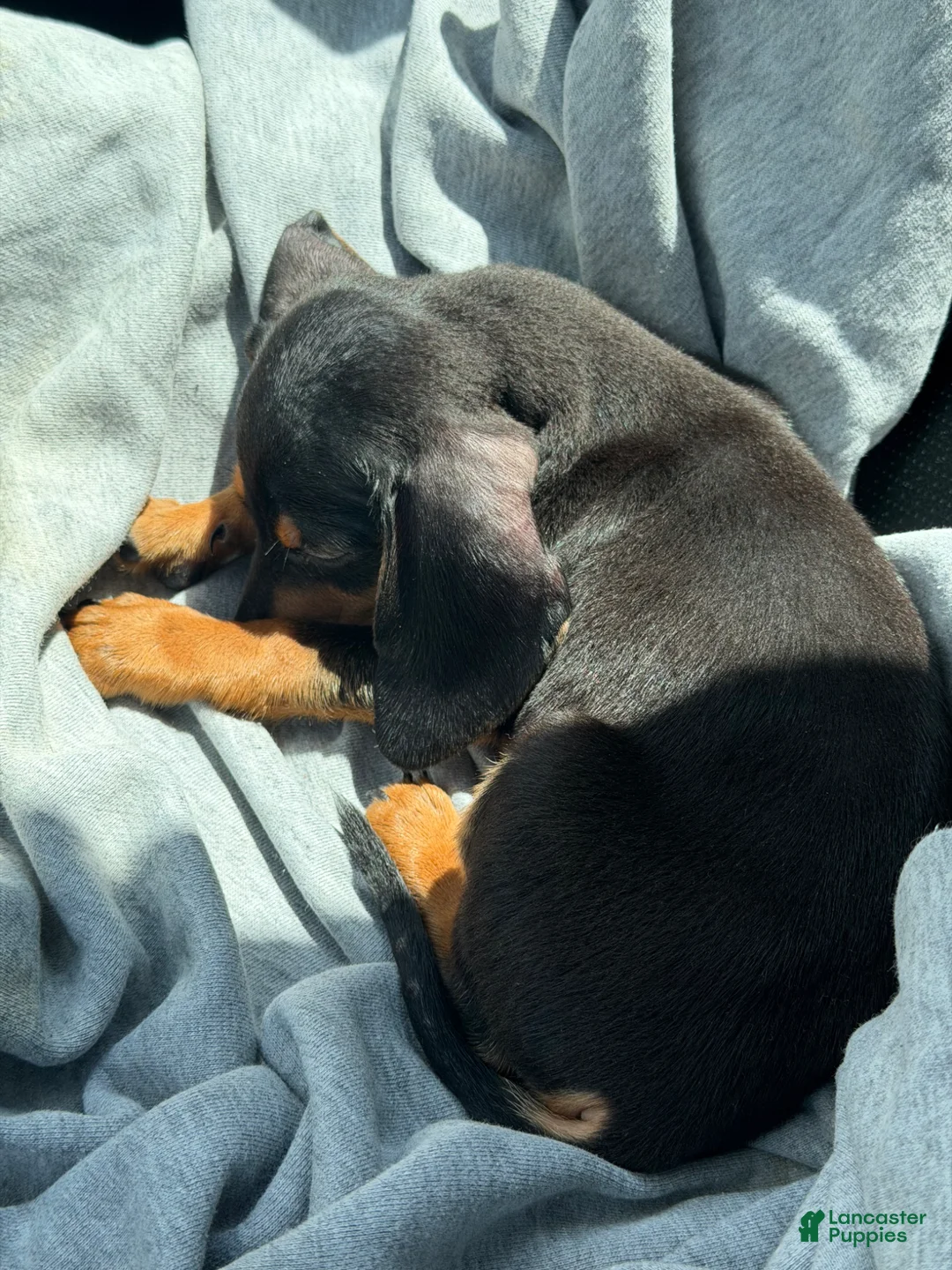Dachshund dogs for sale: Dachshund Puppy 1 - Ad 5