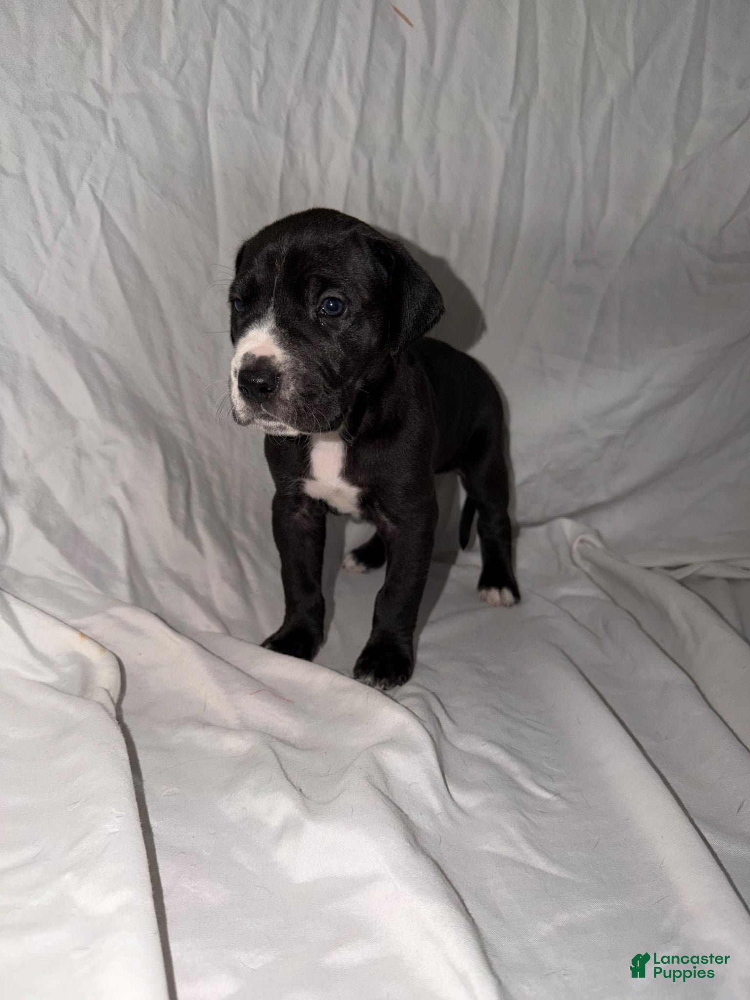 Great Dane dogs Great Dane Puppy 2 - Ad 4