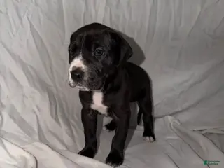 Great Dane dogs Great Dane Puppy 2 - Ad 3