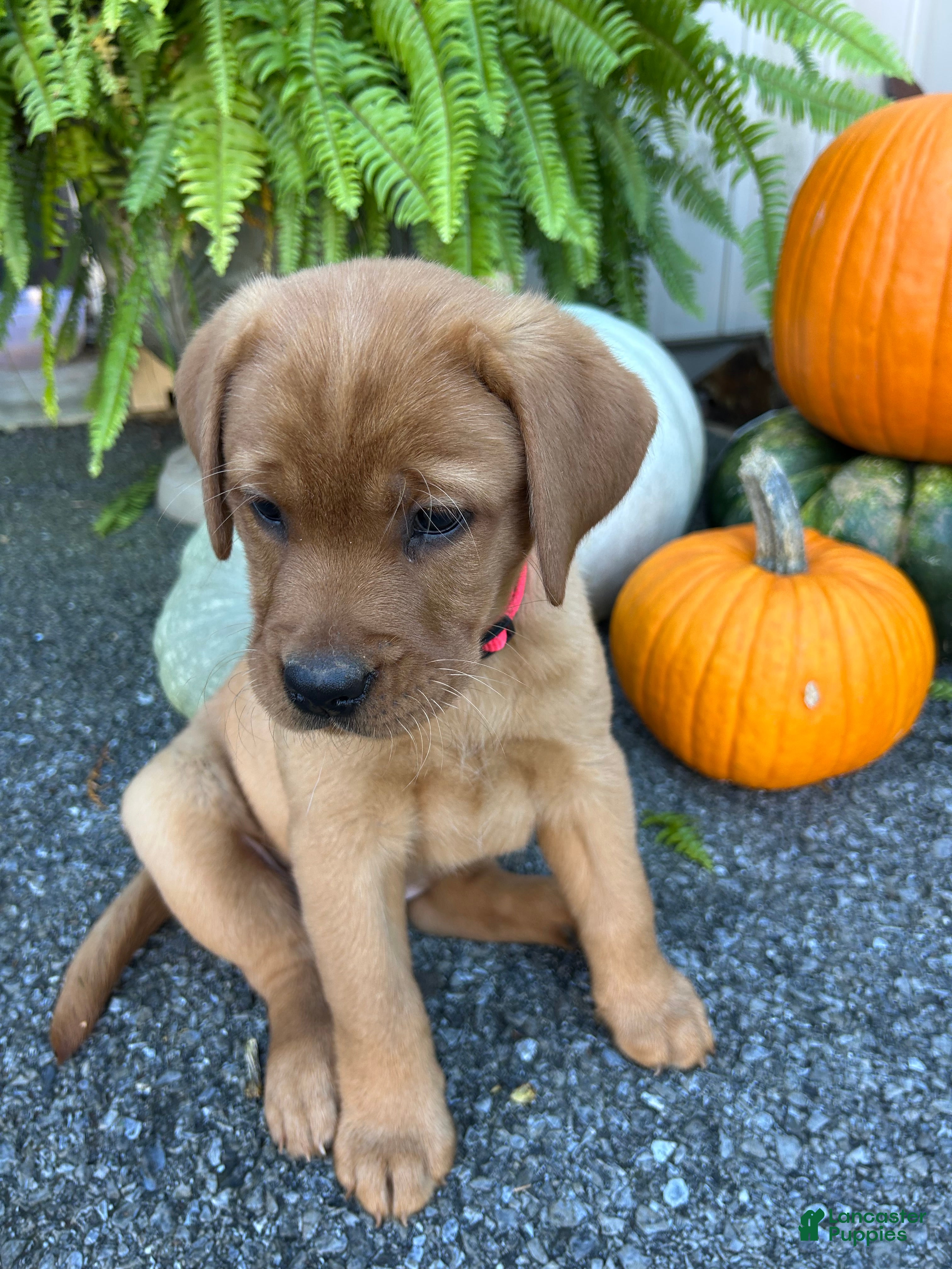 Labrador Retriever dogs for sale: Lucy - Ad 2