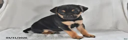 Mixed Breed dogs for sale: Bandit - Ad 5